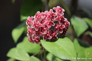 毛绒球球花的探寻之旅