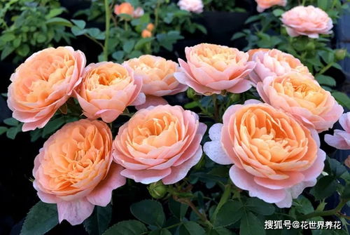 耐热耐寒的月季品种， 你值得拥有