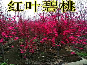 三、樱花的价格，是不是让你心动了呢？