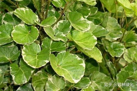 火鹤叶子发黄是土壤、水分、光照或病虫害等原因引起的吗