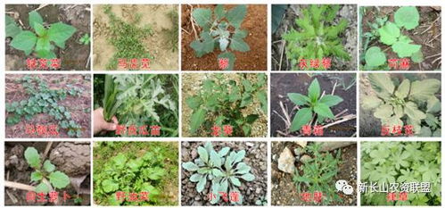 草甘膦钾盐，封杀杂草双保险！