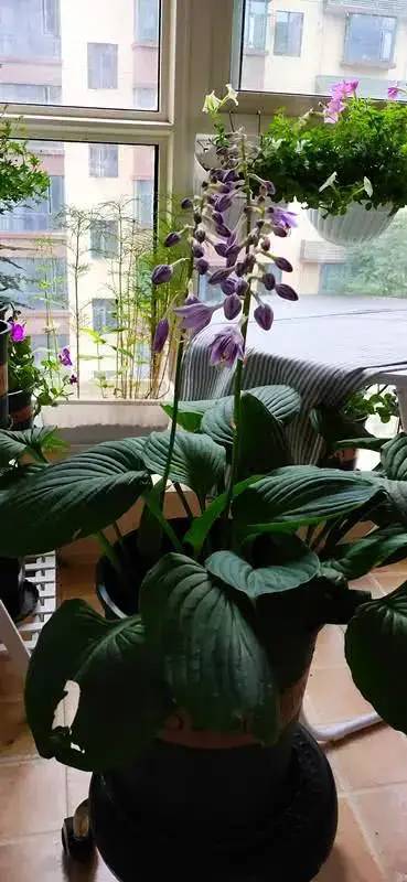 油画吊兰：叶子的艺术