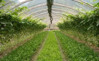 玉兰种植的点滴心得