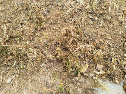 草甘磷药害在农作物上有哪些具体表现症状？