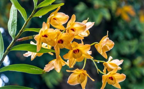 石斛兰种植：土壤的选择与兰花土壤的区别