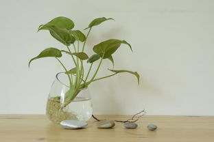水培植物为什么不会缺氧？其原理究竟是什么