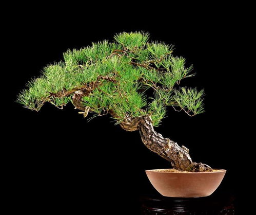 松树叶子形状揭秘