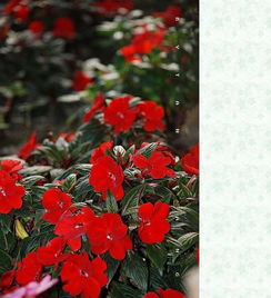 播种和扦插，繁殖有讲究