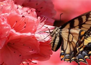 杜鹃花枯死的原因及对策浅析