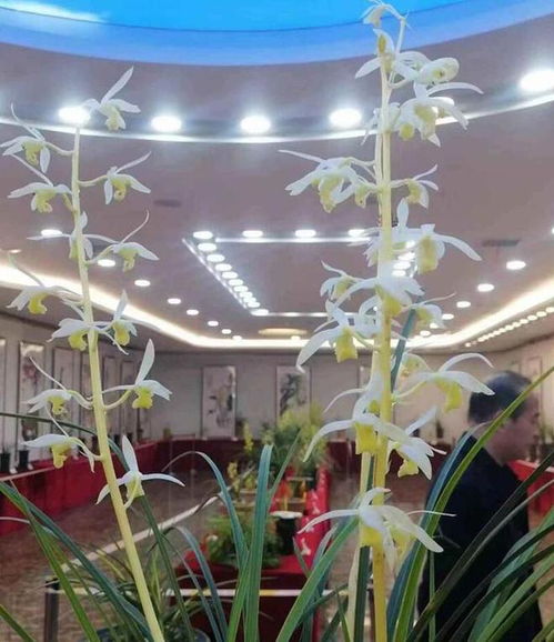 冬季养护，兰花生长需适量浇水