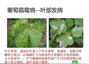 混用经验及效果展示