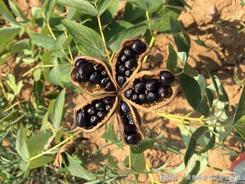 牡丹花种子如何种植才能确保发芽率高