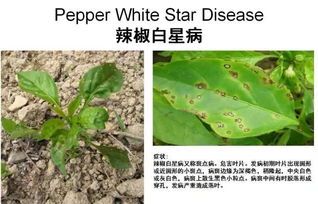 草本植物病虫害防治，有什么高效杀虫药推荐吗