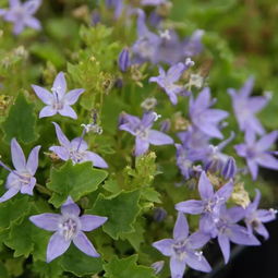 垂吊风铃草：耐造指数天花板