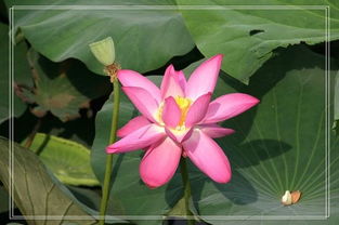 夏日花事：不只是荷花盛开