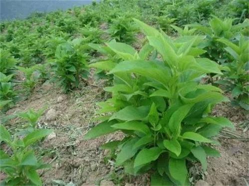 种植玄参一亩地嫩卖多少钱？