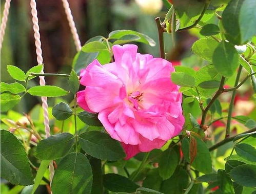 月季灰霉病的防治小技巧