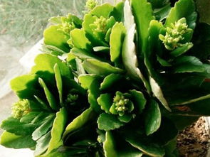 佛手花培植，如何让花朵更艳丽