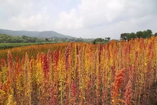 育种新成果：抗寒新品种