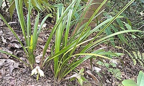 天价兰花长啥样？最名贵的10种兰花图片大赏