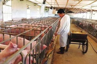 冬季养猪场：保温防寒