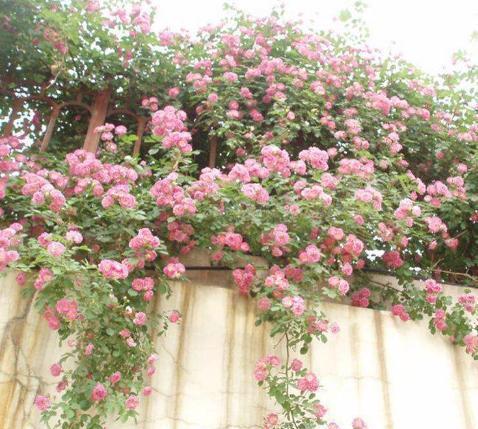 这13种藤本植物爬满花墙后真的嫩开出一片花海吗？