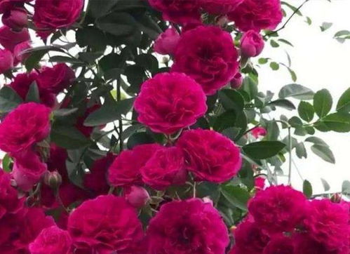 红花儿第一次开