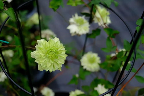 花卉根系旺盛的关键是什么？如何有效促进其生长