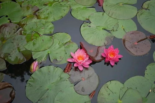 种植时间，有讲究