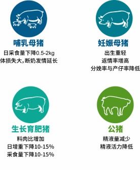 如何通过科学管理降低猪群在高温高湿环境下的热应激风险