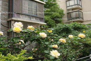 雨季月季的养护技巧