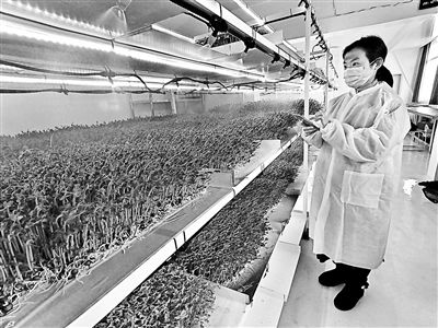 老祖宗的智慧， 不用化肥农药也能种出好菜