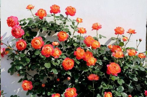 养护小技巧分享