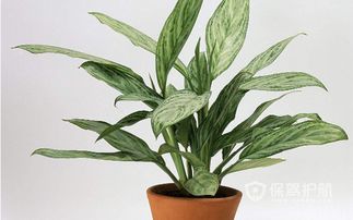 万年青：旺财作用强大