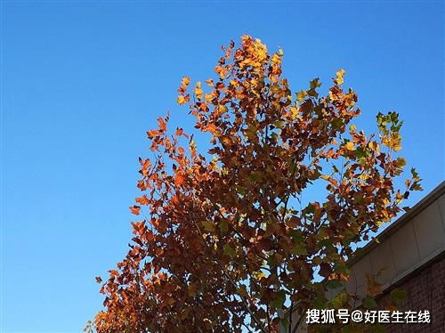 紫叶李为什么会突然黄叶？是哪些原因导致的呢