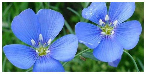 室外种植， 耐寒耐旱的花卉