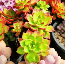 花卉养护的要点