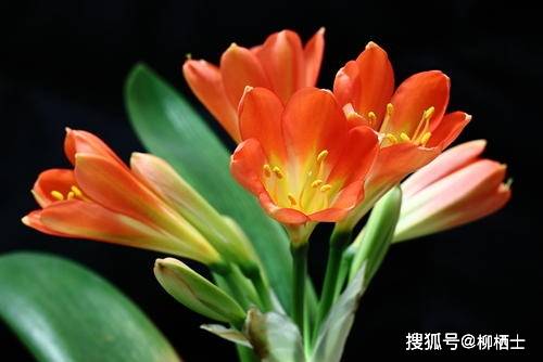 天堂鸟花苗多久开花？揭秘天堂鸟的奇妙绽放时刻！