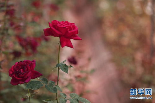 养护小贴士， 花开不败
