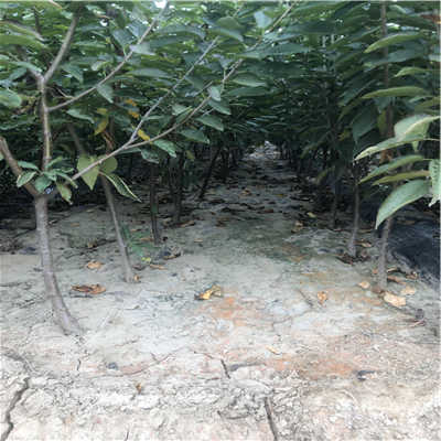 樱桃苗农药残留清洗攻略：平安种植第一步