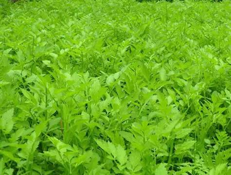 种植诀窍：黑麦草+狗牙根混播， 省钱又效果好