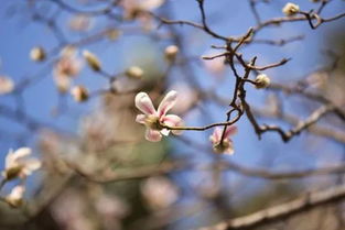 紫玉兰的生长需求