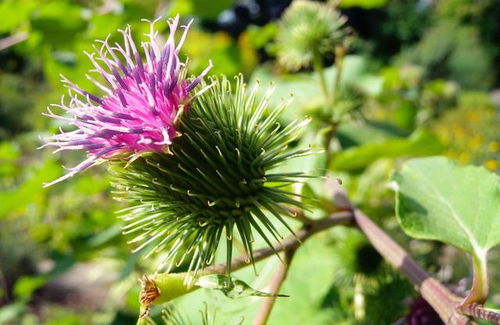 三、浇水要适量