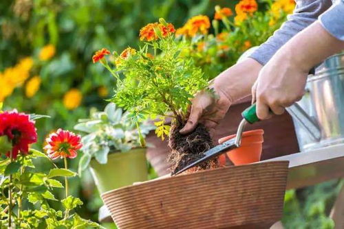 剪剪修修，花儿才会笑