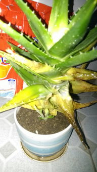 芦荟叶子枯萎了如何挽救这株植物