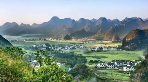江西赣州茶油苗基地，广西岑溪市联系方式