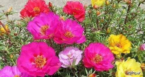 夏天公路边的花景，耐高温的花种来帮忙！