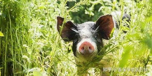 猪蓝耳病防控策略与预防措施