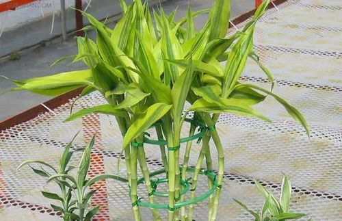 富贵竹养护指南：花叶茂盛，简单易行！