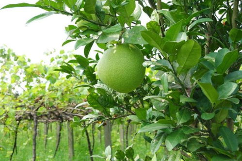 柚子种植，11月种子的成活率大揭秘！